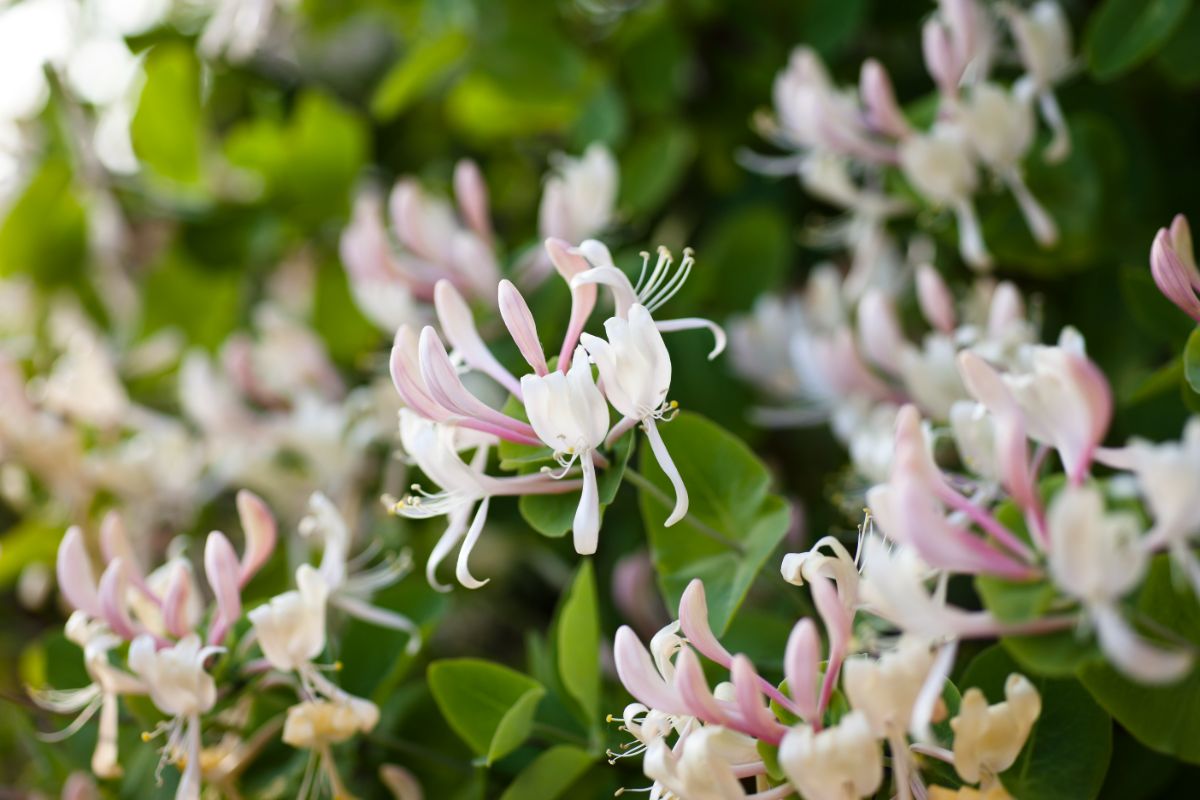 Pink and white honeysuckle blossoms in a full sun environment
