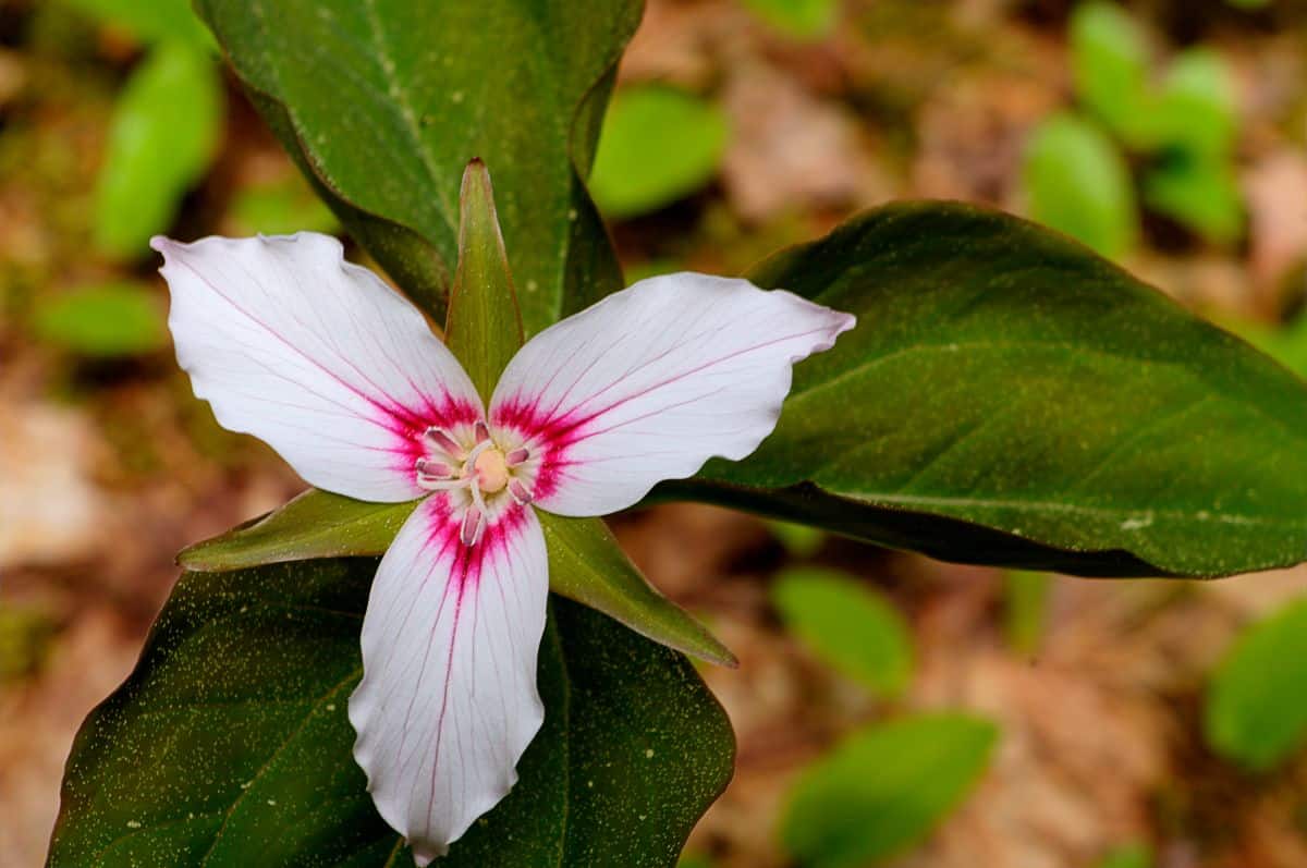 Trilliums are native to the United States and Asia