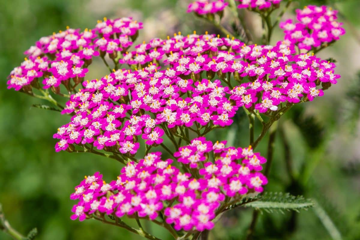 Divide yarrow plants every three to five years