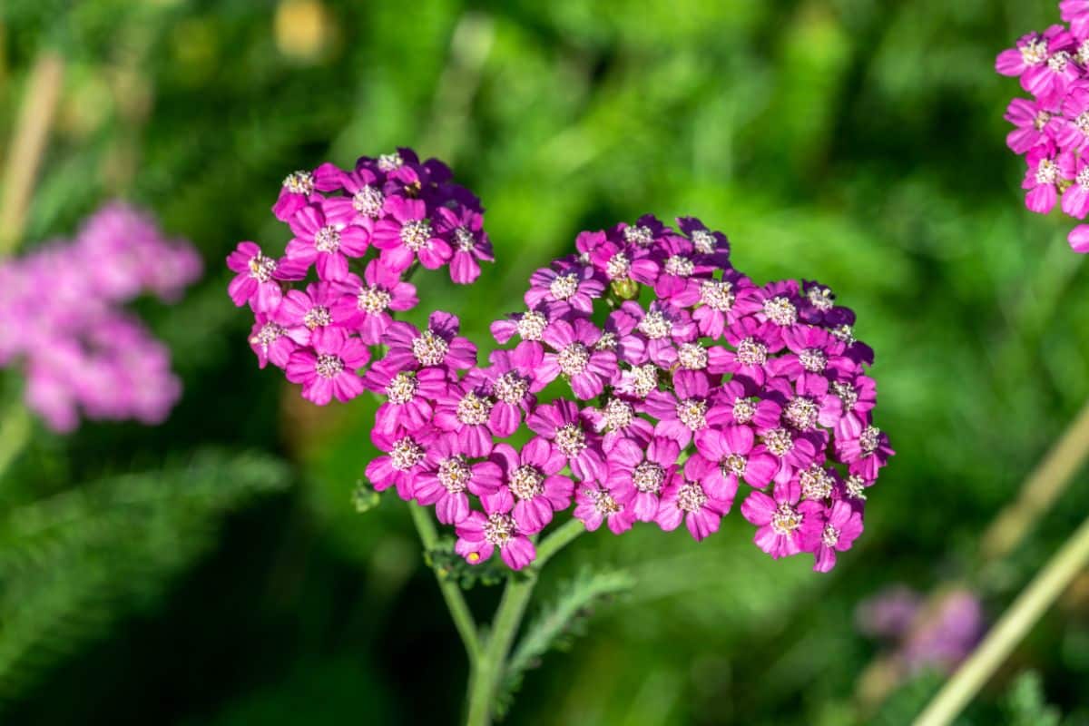 Yarrow does not usually need to be mulched