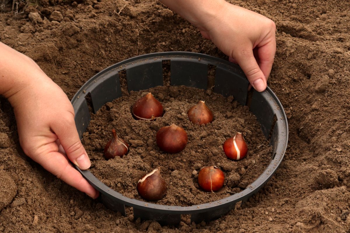 A recessed planter of fall flower bulbs