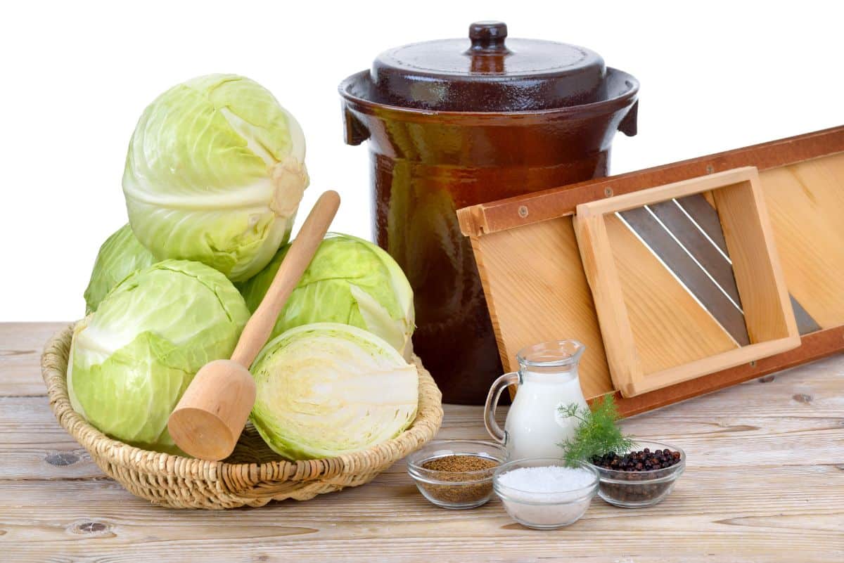 Cabbage being readied to make fermented sauerkraut