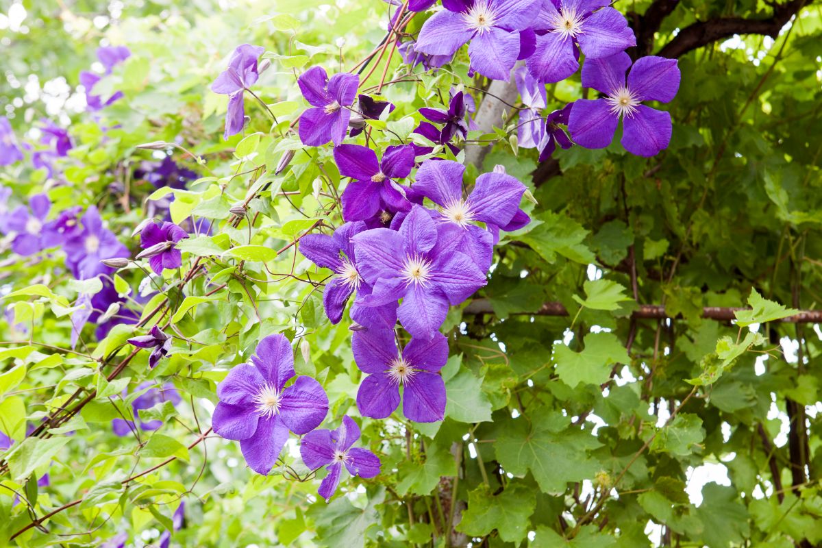 Purple clematis flowers hang from the vine