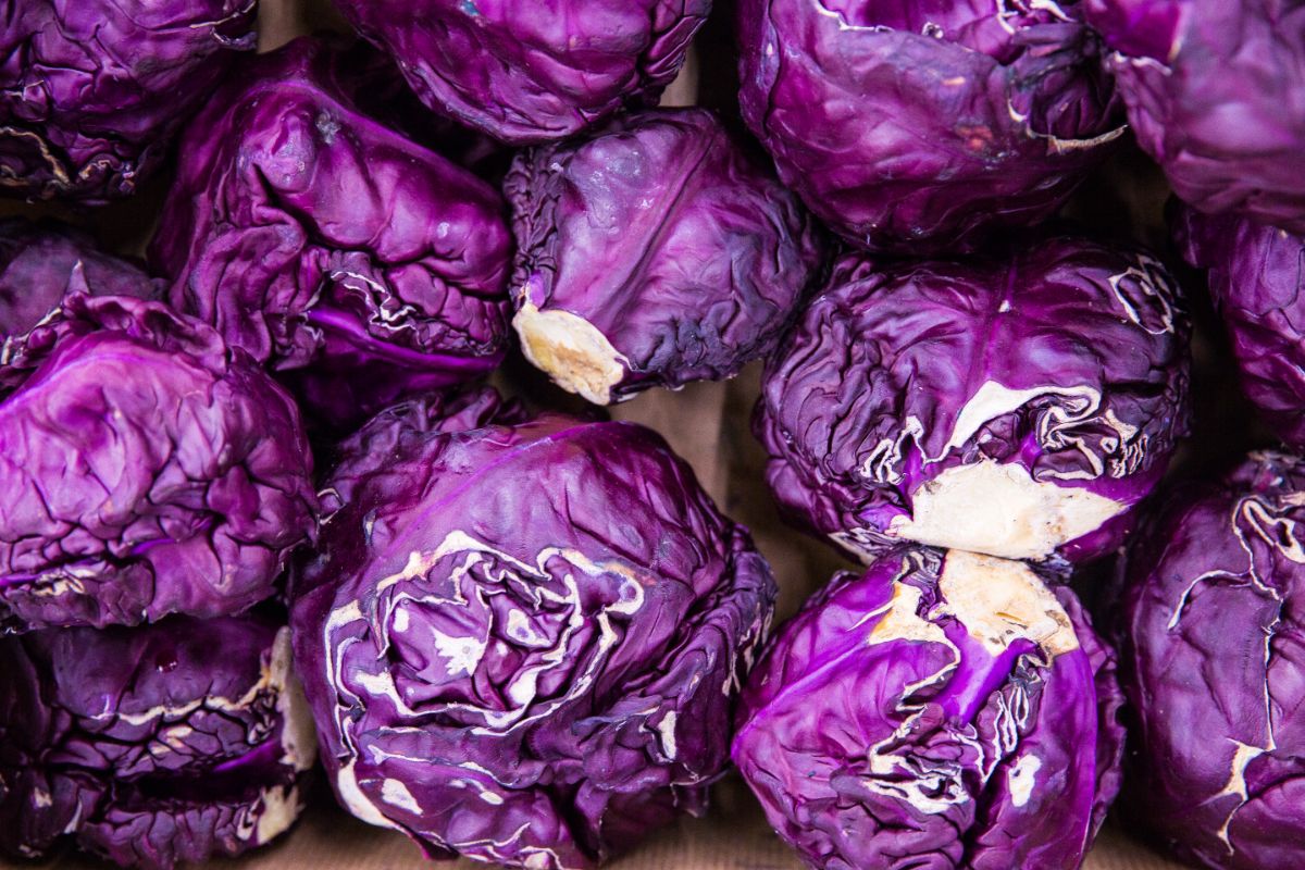 Purple cabbages represent plants that produce royal purple colors