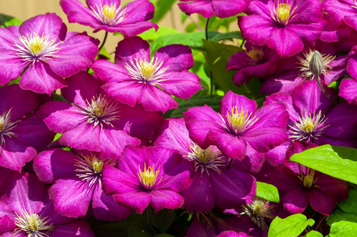 A clematis ready to propagate through cuttings