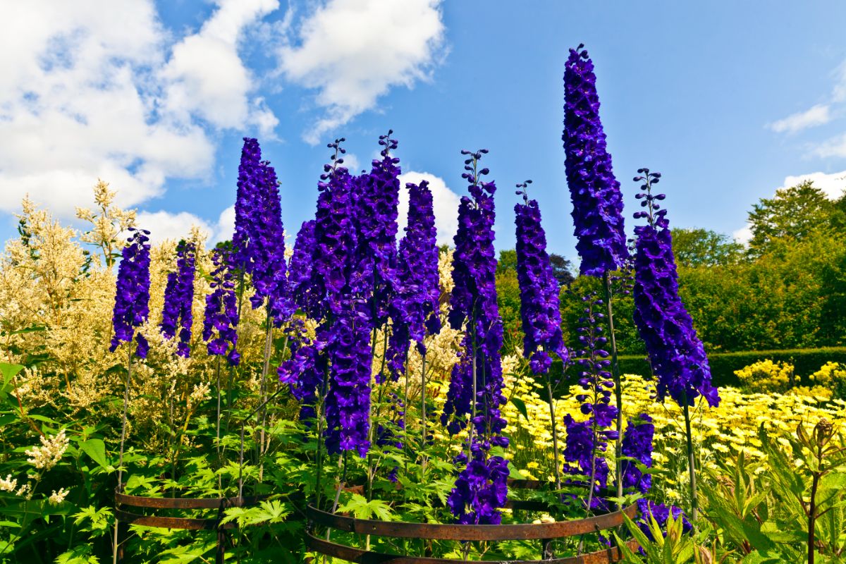 Delphiniums will rebloom if they are deadheaded