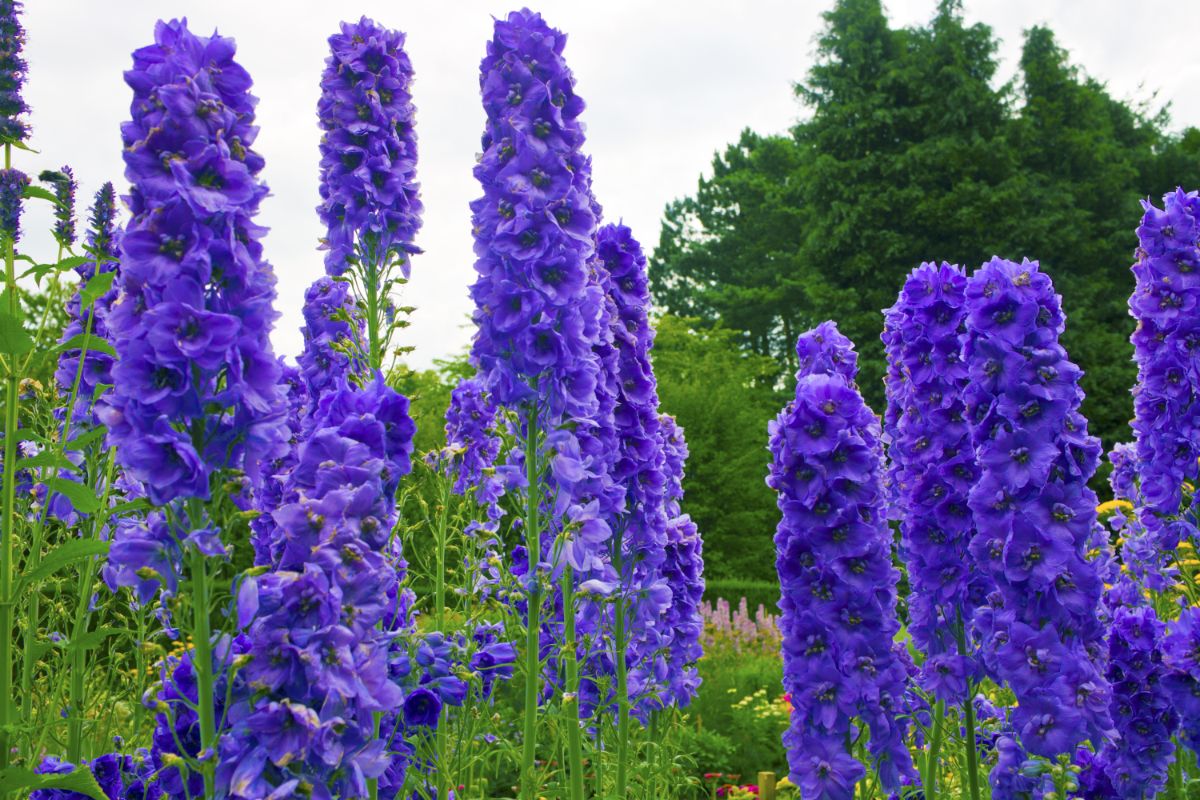 Delphiniums are also called larkspur