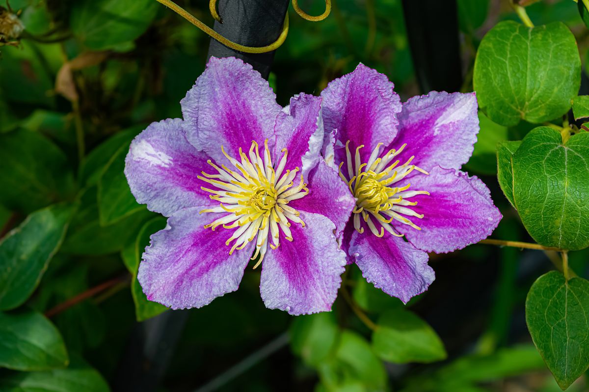 Clematis flowers in varying hues of purple
