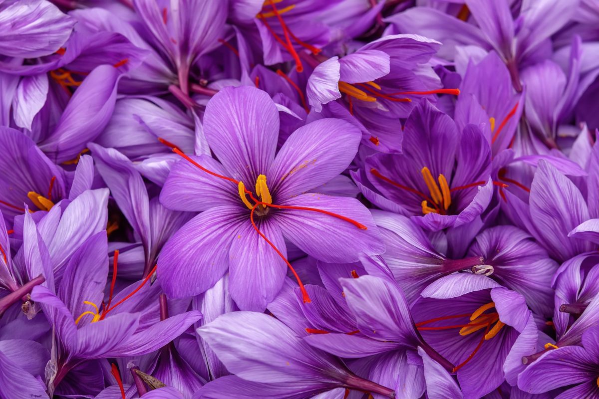 Purple saffron crocuses with red stigmas