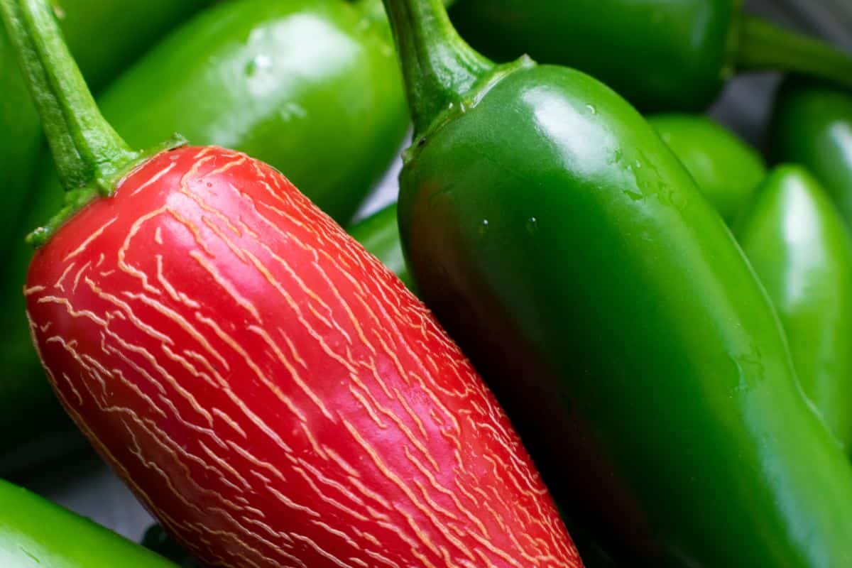 Red hot pepper stands ready for picking