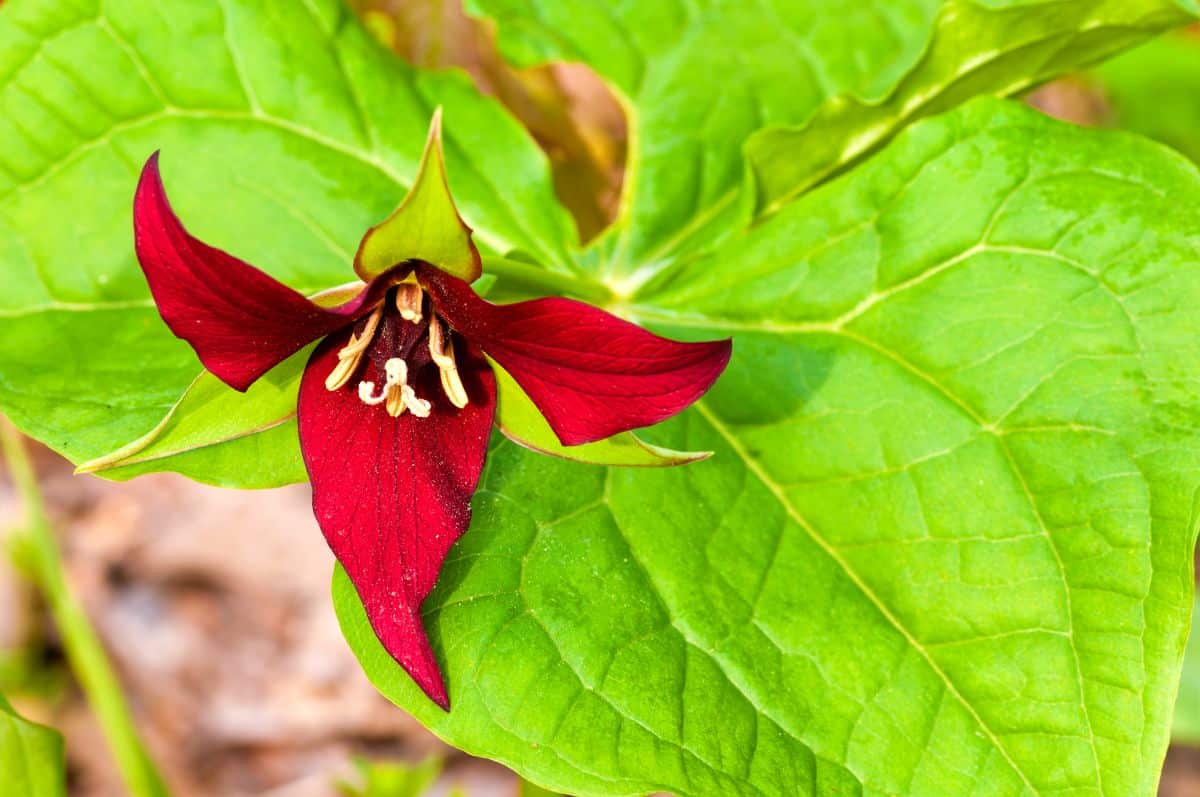 Trilliums are an endangered species that should not be taken from nature