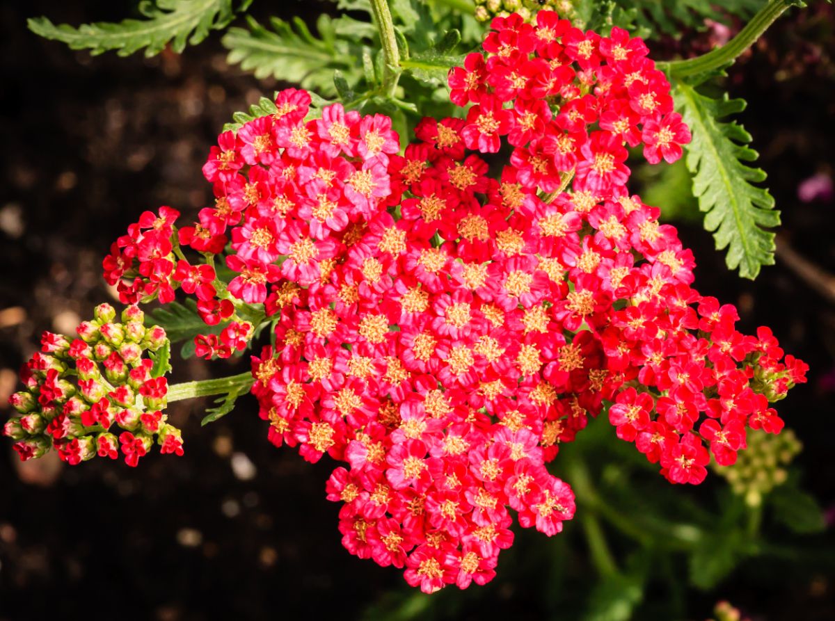 Bright pink yarrow flowers have tiny yellow centers