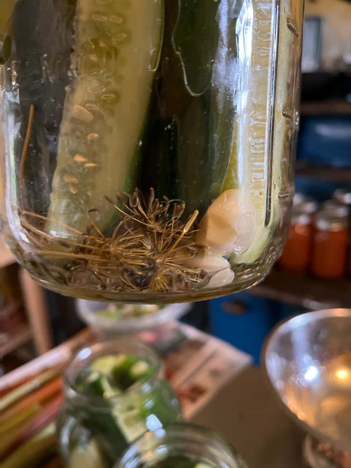 The bottom of a jar of dill pickles with fresh dill and garlic cloves