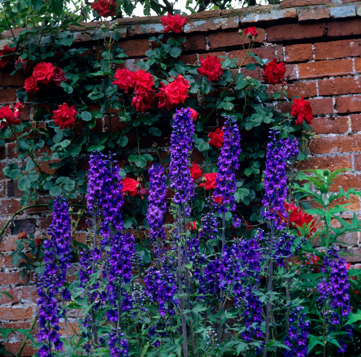 Delphiniums nicely offset red climbing roses in a cottage garden