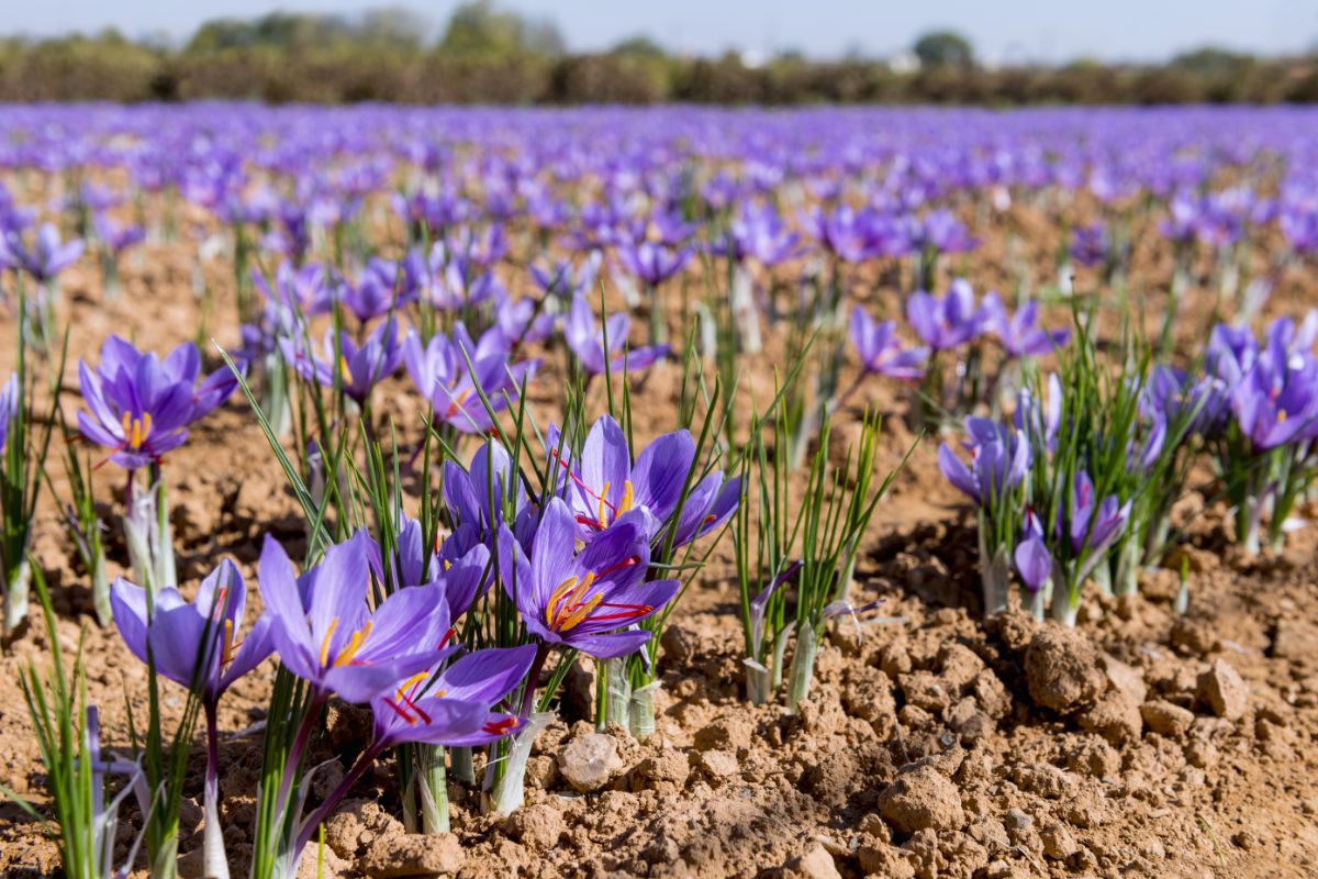 A field of saffron crocuses in bloom