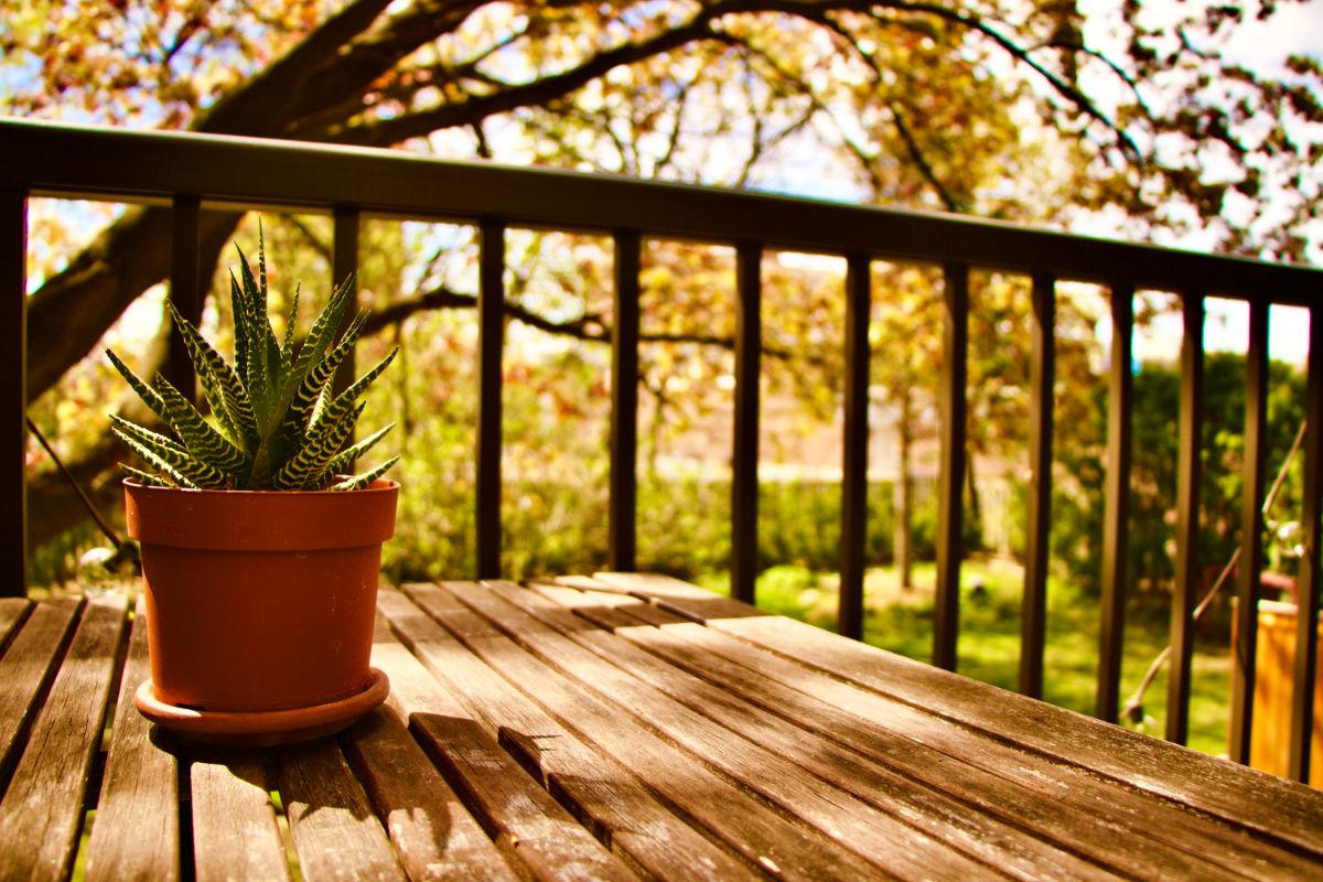 A potted houseplant on a deck in the summer