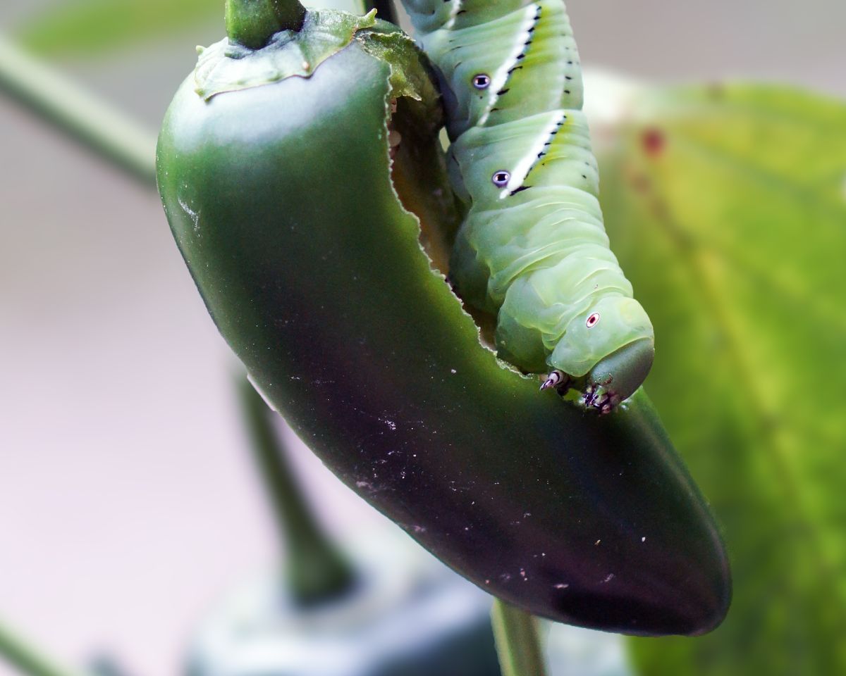 A hornworm munches on a pepper planted too closely to a tomato
