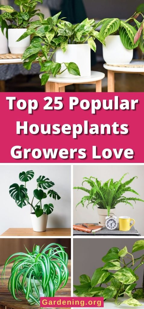 Top 25 Popular Houseplants Growers Love pinterest image.