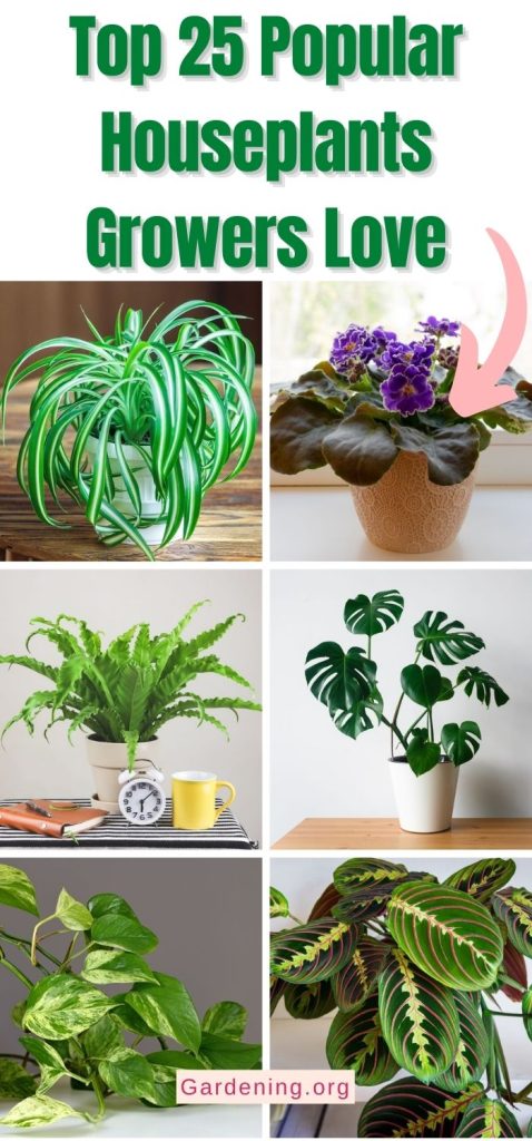 Top 25 Popular Houseplants Growers Love pinterest image.