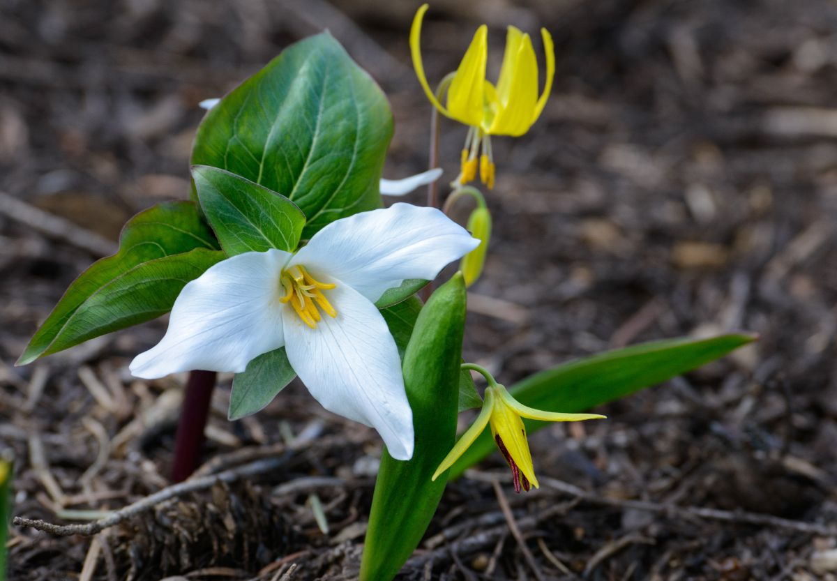 Other woodland plants are good companions for Trilliums