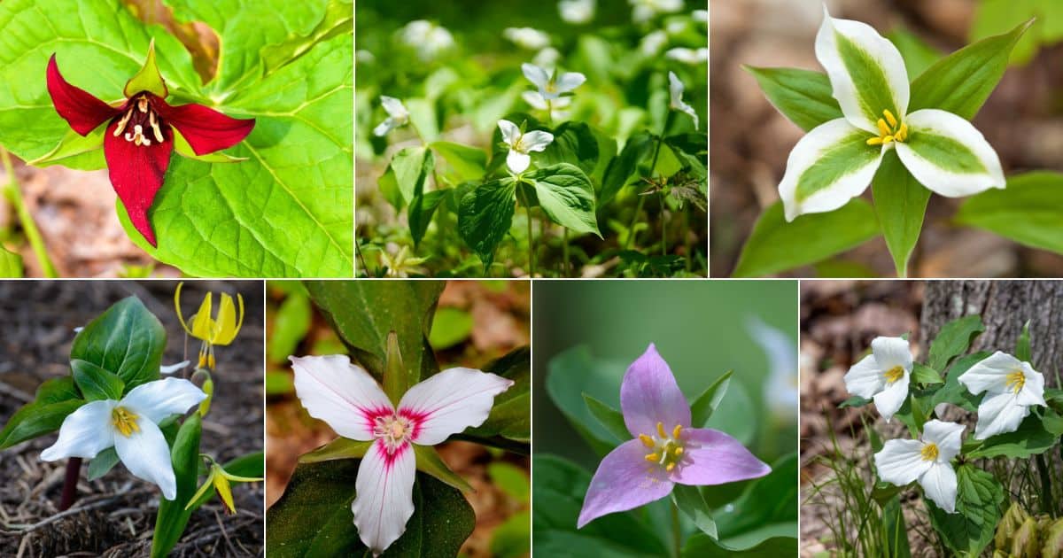 Seven images of flowering trilliums.
