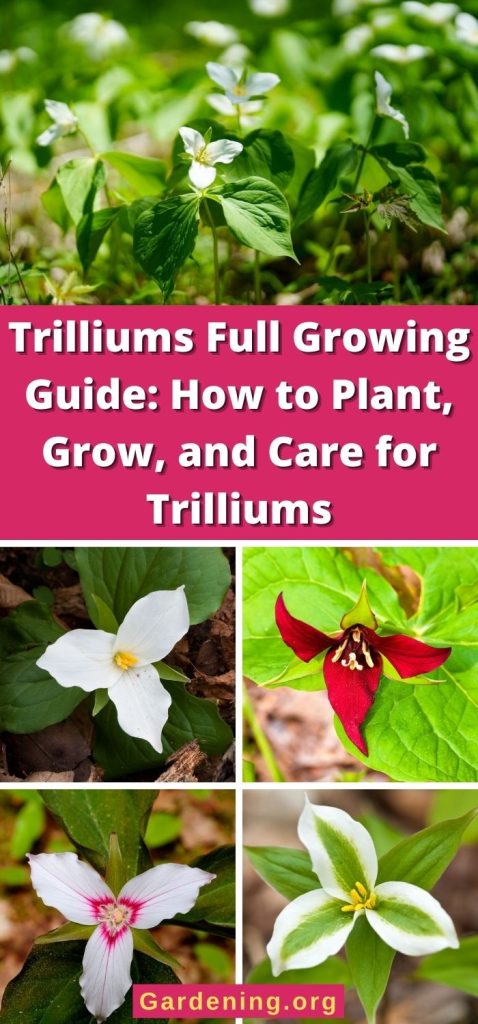 Trilliums Full Growing Guide: How to Plant, Grow, and Care for Trilliums pinterest image.