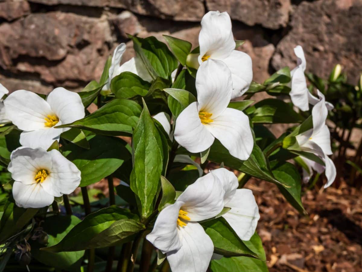 Trilliums work well in treed areas of the garden