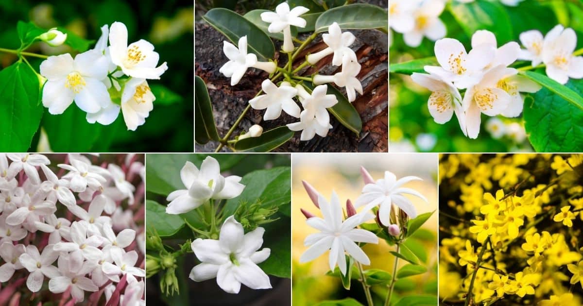 Seven images of beautiful blooming jamines.