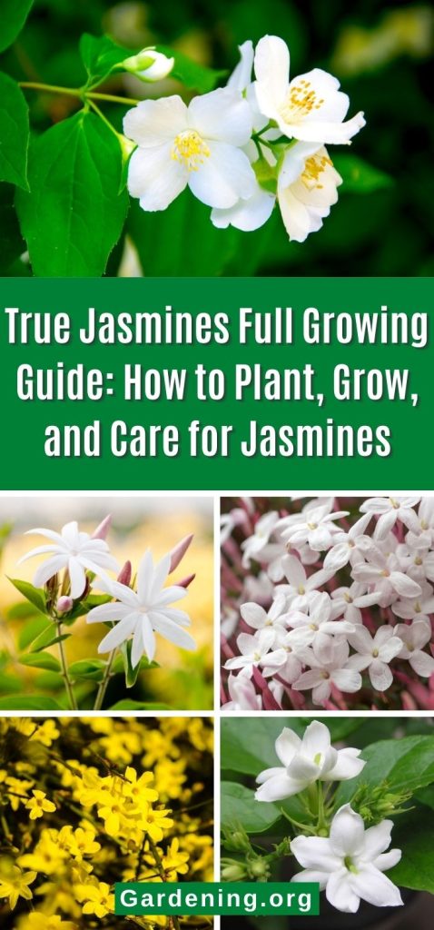 True Jasmines Full Growing Guide: How to Plant, Grow, and Care for Jasmines pinterest image.