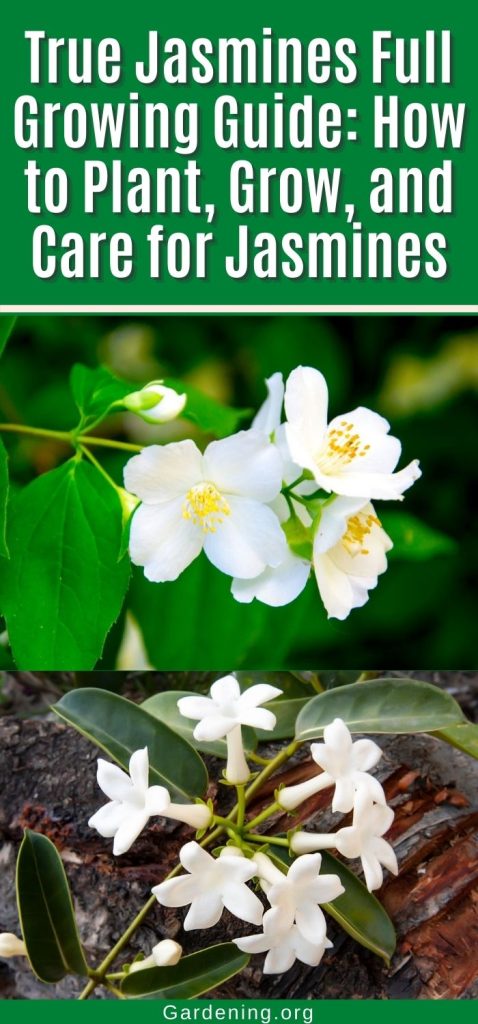 True Jasmines Full Growing Guide: How to Plant, Grow, and Care for Jasmines pinterest image.
