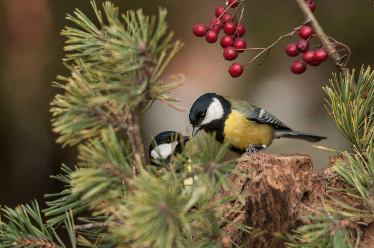 Two finches together in a shelter of evergreens and berries