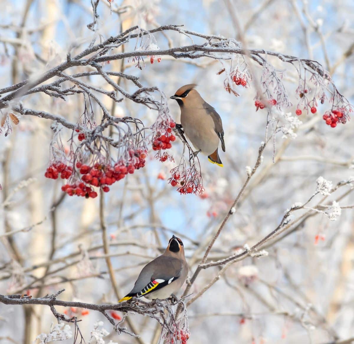 Cedar Waxwing birds sitting in a bush with frozen hips for eating