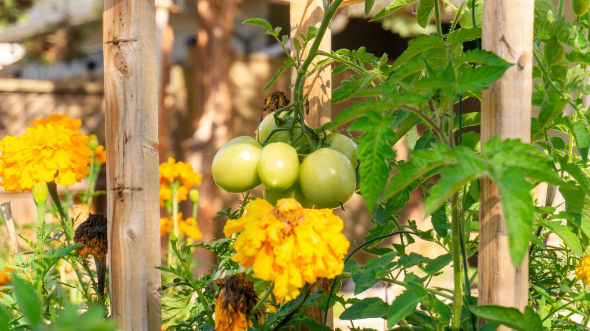 Bright yellow marigolds are planted with tomatoes to deter insect pests