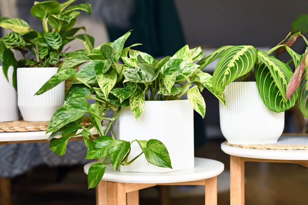 Houseplants sit in plant stands in a fine arrangement