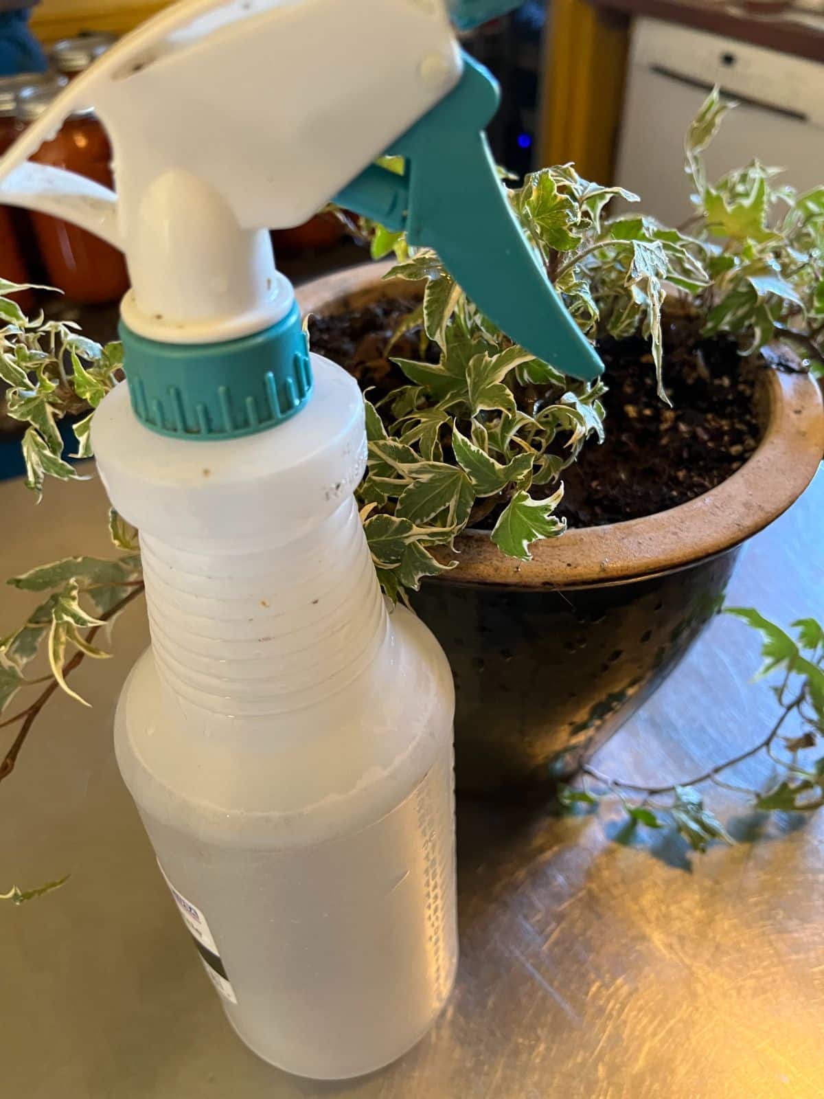 A potted plant being treated with a homemade aphid and soil gnat spray