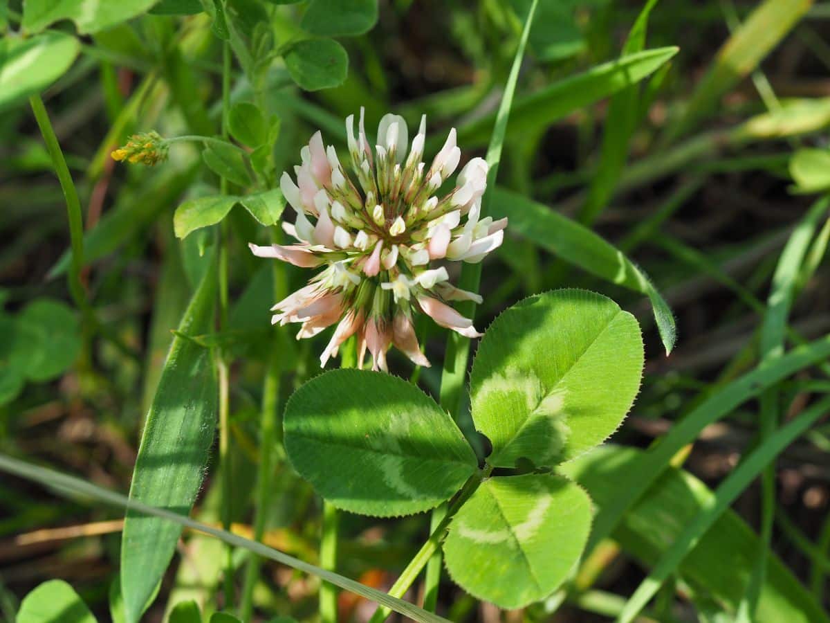 A closeup view of a flowering clover plant in a clover lawn