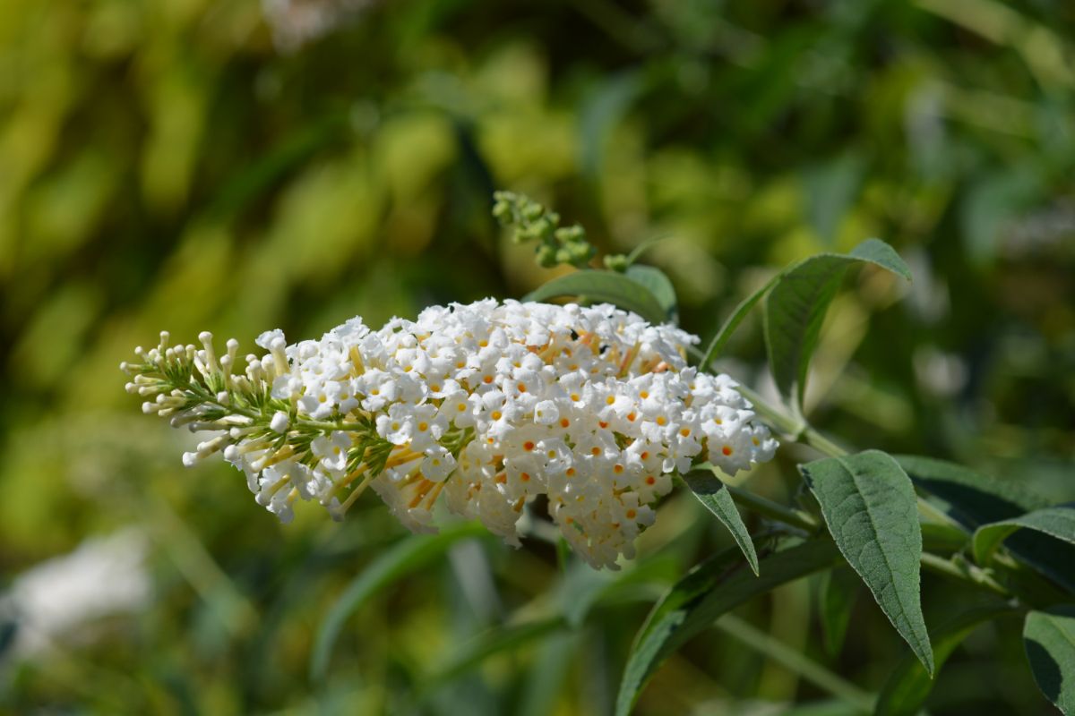 A white butterfly bush blooms in mid summer