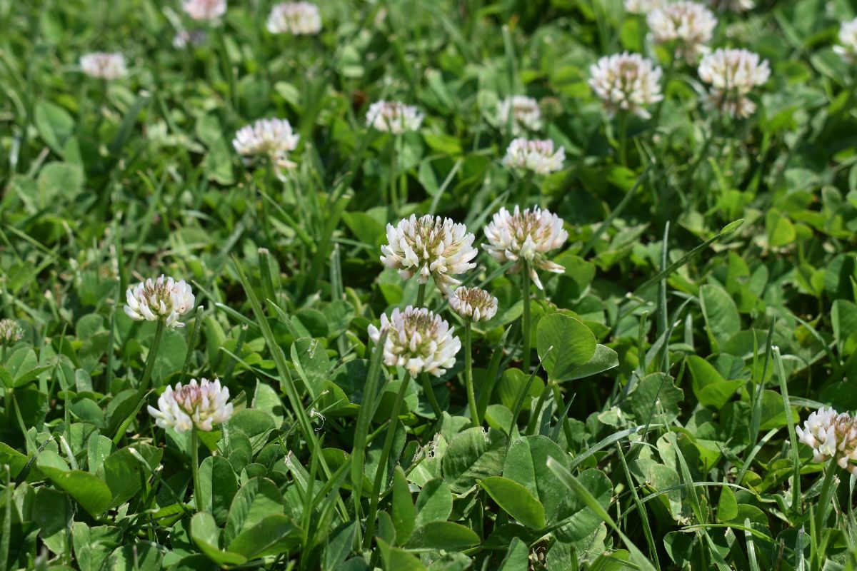 A honeybee visits clover in a mixed grass and clover lawn