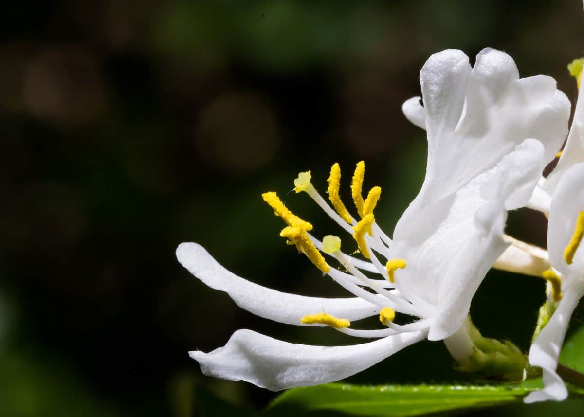 Honeysuckle provides pollen in spring when pollen sources are scarce
