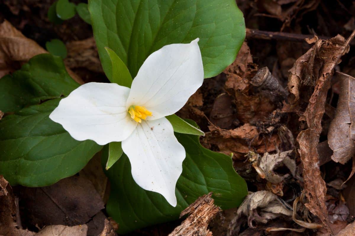 Trilliums grow amongst leaves in a naturalized environment