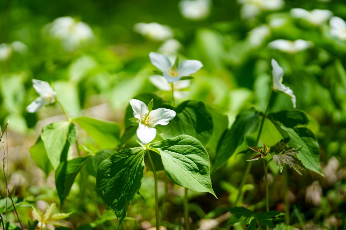 Trilliums grow in rich, hummusy woodland soil