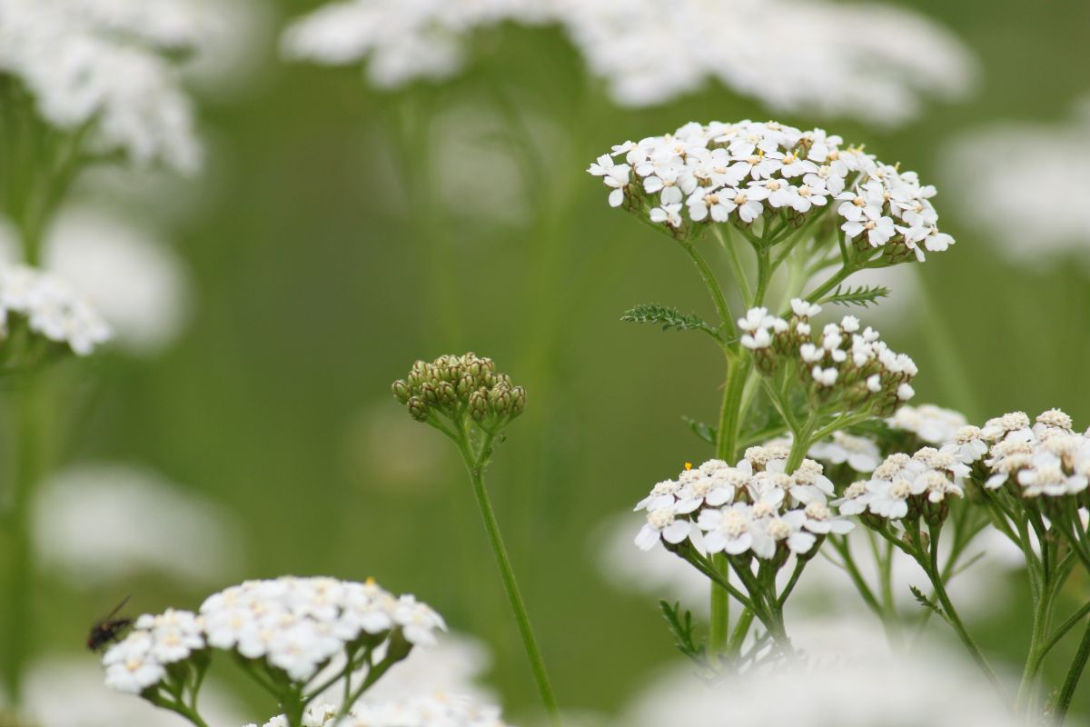 Unique yarrow varieties are available online