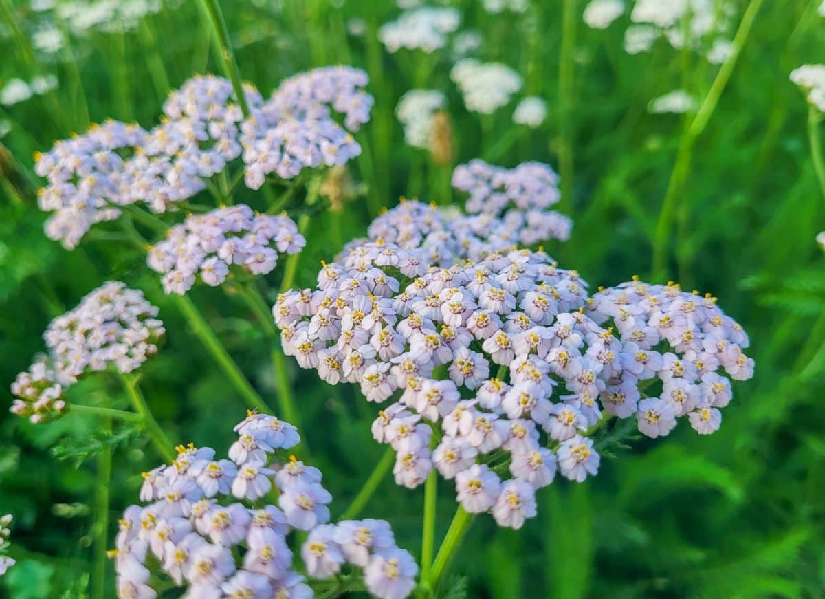Yarrow propagates by seed, cuttings, or division