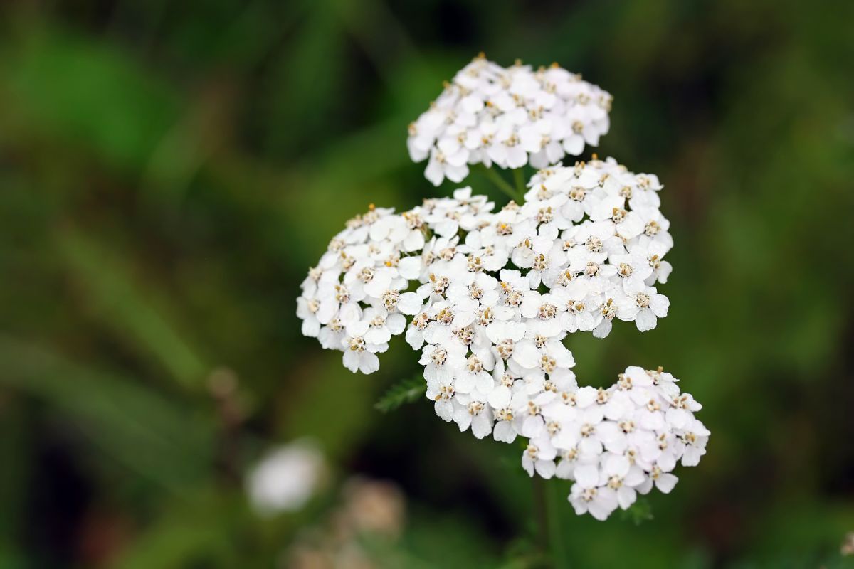 White yarrow flowers attract beneficial insects