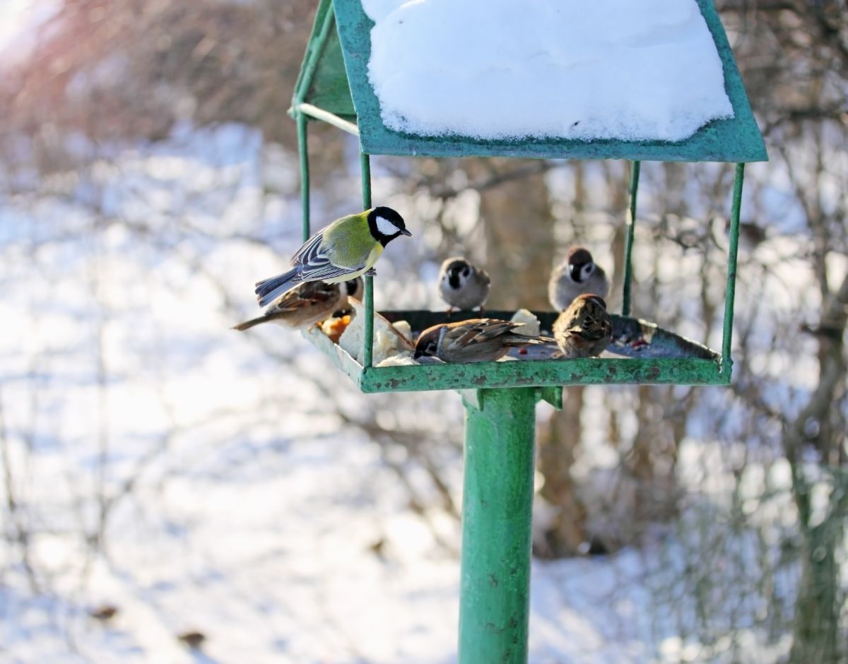 Finches and chickadees feeding together on a bird feeder