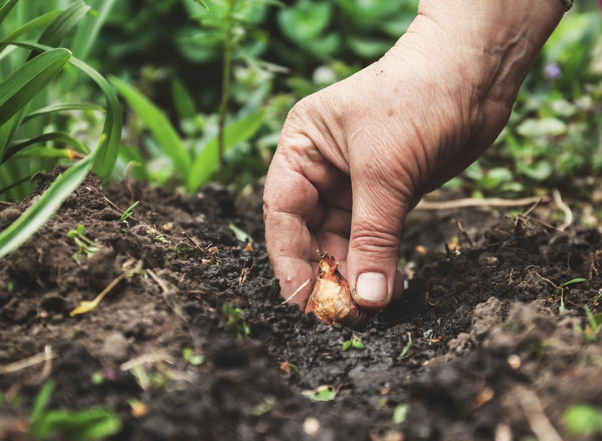 Gardeners pushing a bulb into soil