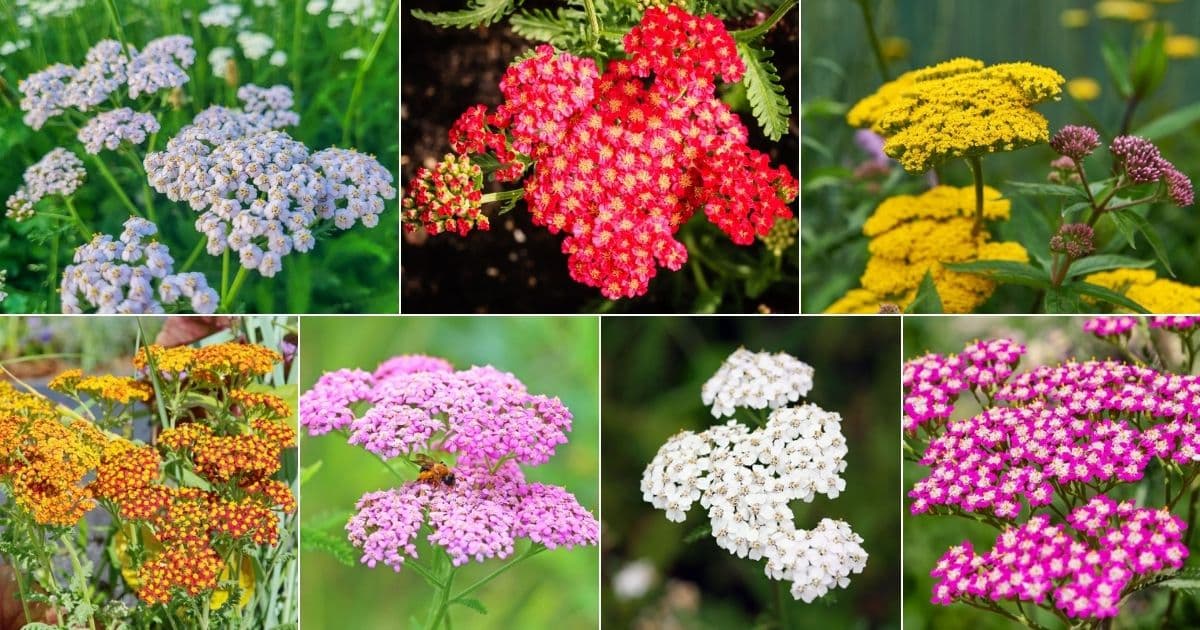 Seven images of flowering yarrow plants.