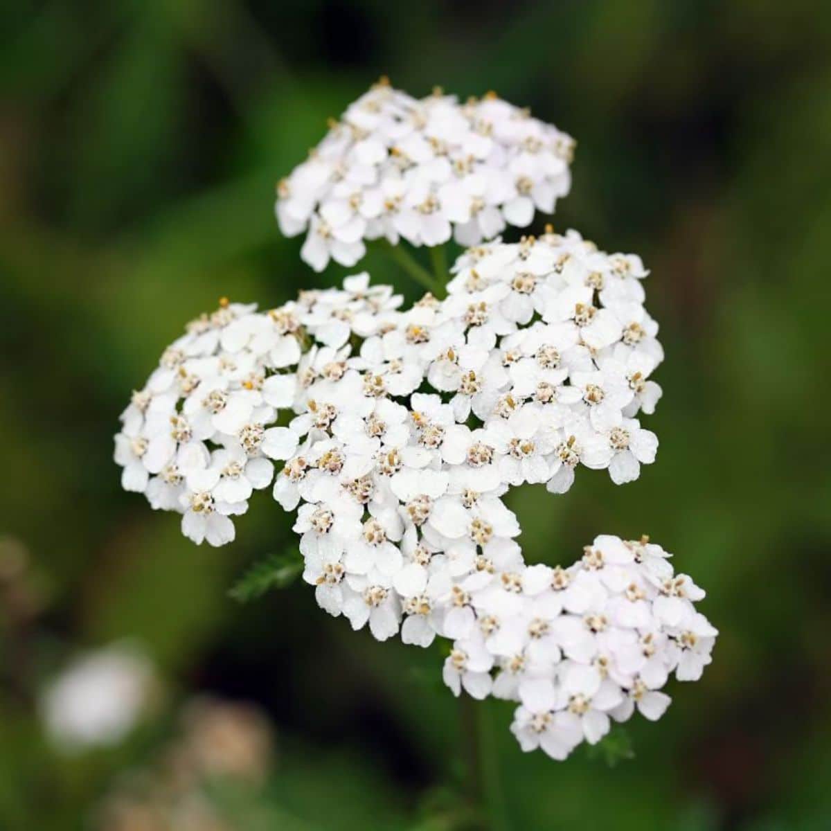 A close-up of a beautiful white blooming yarrow.