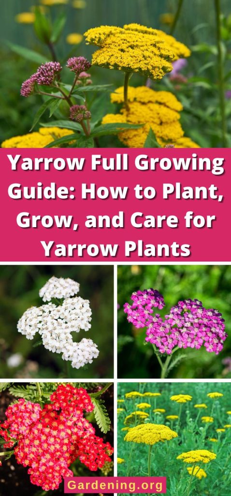 Yarrow Full Growing Guide: How to Plant, Grow, and Care for Yarrow Plants pinterest image.