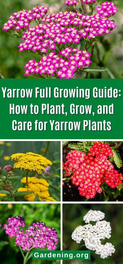 Yarrow Full Growing Guide: How to Plant, Grow, and Care for Yarrow Plants pinterest image.